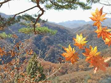 芙蓉颜色